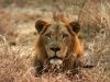 Gorongosa Löwe in Südostafrika